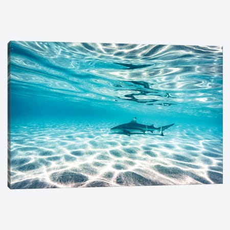 Underwater Reef Shark Shallow Water Canvas Print #JVO220} by James Vodicka Art Print