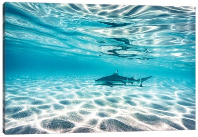 Underwater Reef Shark Shallow Water Canvas Art Print
