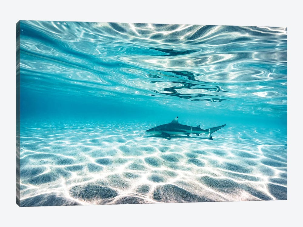 Underwater Reef Shark Shallow Water by James Vodicka 1-piece Canvas Art Print