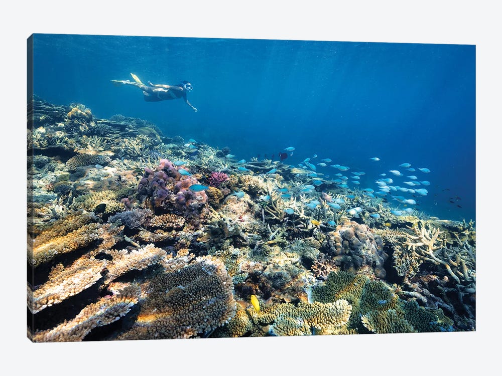 Underwater Reef with Snorkelling Girl by James Vodicka 1-piece Canvas Artwork