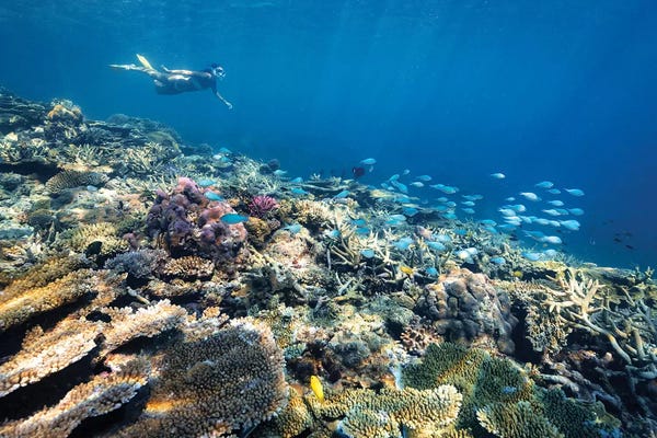 James Vodicka: Underwater Reef with Snorkelling Girl by James Vodicka