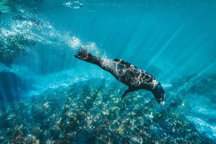 Underwater Sea Lion With Light Rays