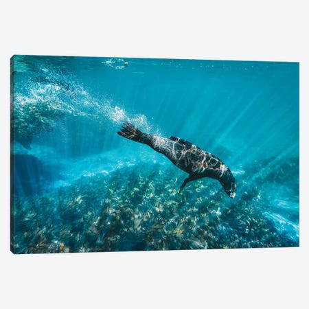 Underwater Sea Lion With Light Rays Canvas Print #JVO222} by James Vodicka Art Print