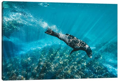 Underwater Sea Lion With Light Rays Canvas Art Print - James Vodicka