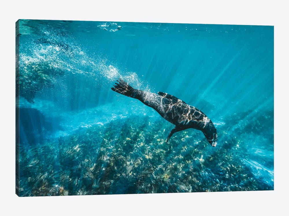 Underwater Sea Lion With Light Rays by James Vodicka 1-piece Art Print