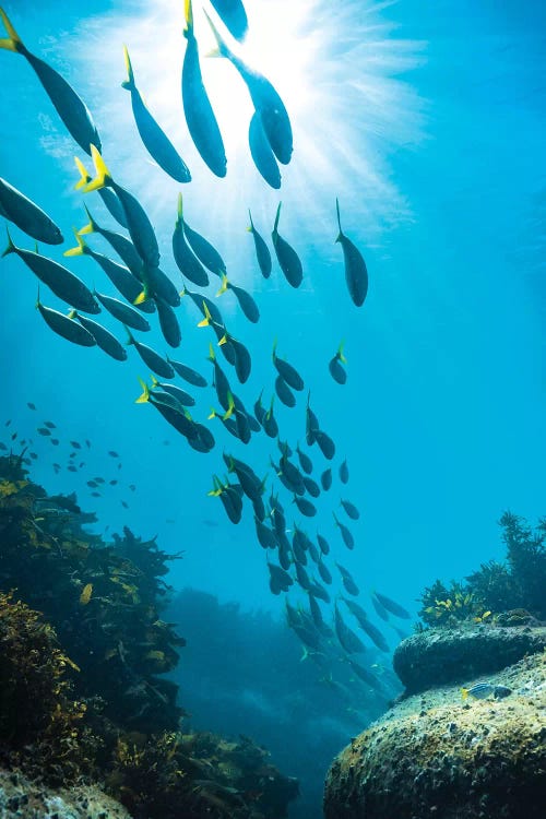 Underwater Sydney