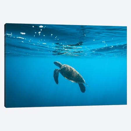 Underwater Turtle Near Surface Canvas Print #JVO224} by James Vodicka Canvas Wall Art