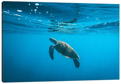 Underwater Turtle Near Surface Canvas Art Print - Turtle Art