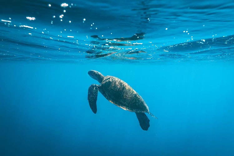 Underwater Turtle Near Surface