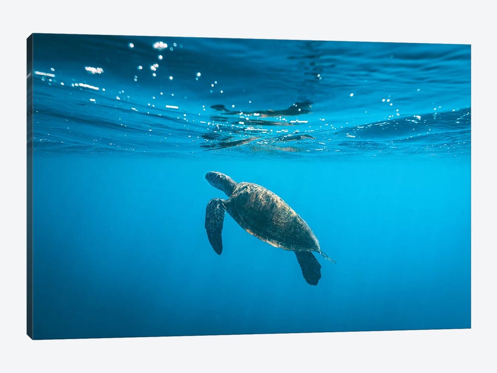 Underwater Turtle Near Surface by James Vodicka 1-piece Canvas Print