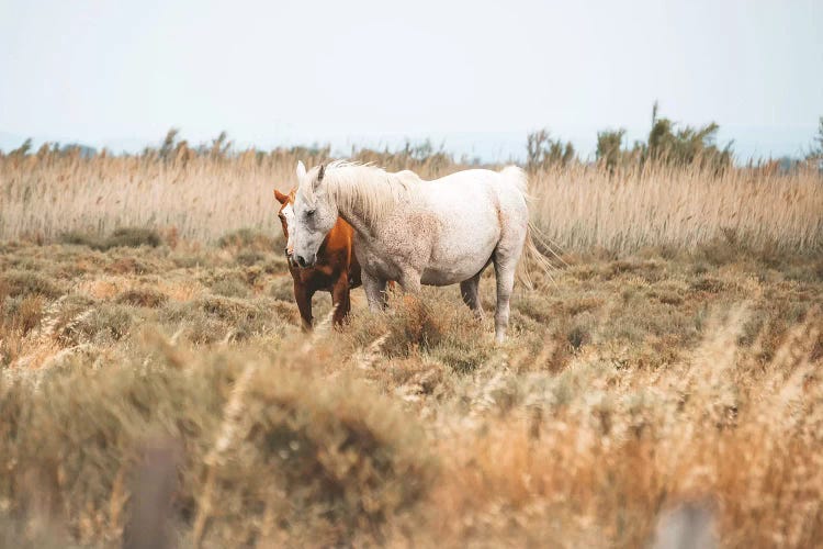 Camargue Wild Horses