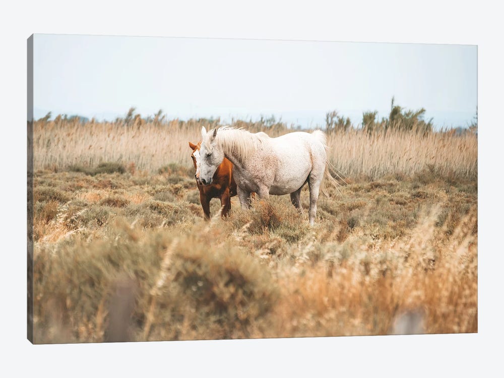 Camargue Wild Horses by James Vodicka 1-piece Canvas Wall Art