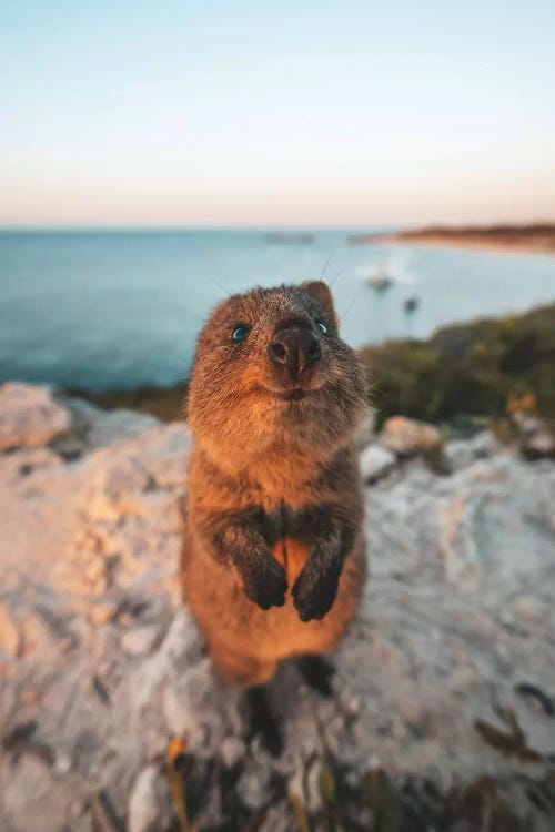 Cute Quokka By The Ocean