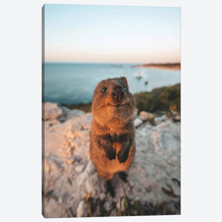 Cute Quokka By The Ocean Canvas Print #JVO32} by James Vodicka Canvas Art Print