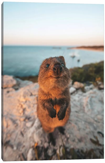 Cute Quokka By The Ocean Canvas Art Print - James Vodicka