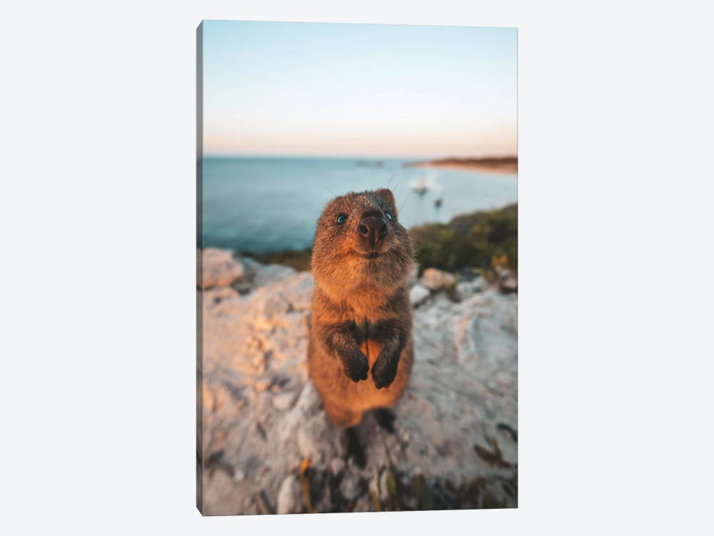 Cute Quokka By The Ocean by James Vodicka 1-piece Canvas Art