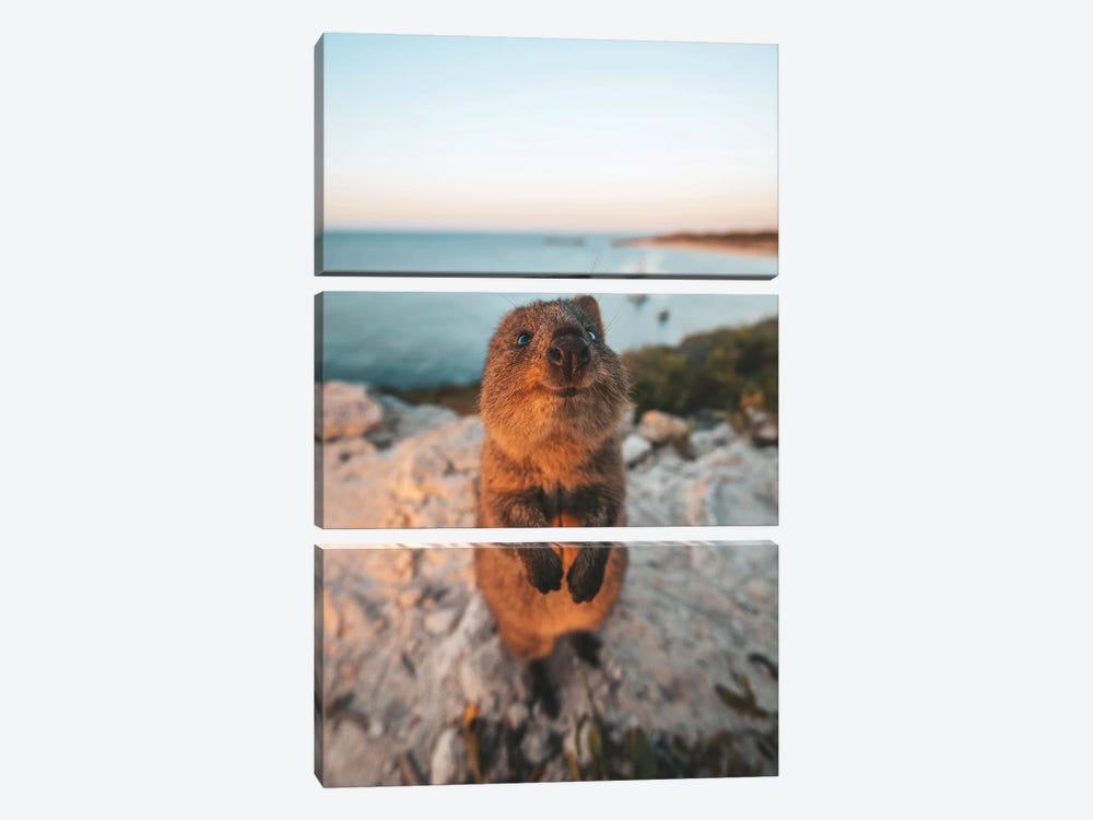 Cute Quokka By The Ocean by James Vodicka 3-piece Canvas Wall Art