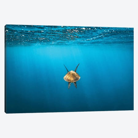 Following Golden Turtle Underwater Canvas Print #JVO39} by James Vodicka Art Print