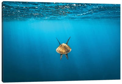 Following Golden Turtle Underwater Canvas Art Print - James Vodicka