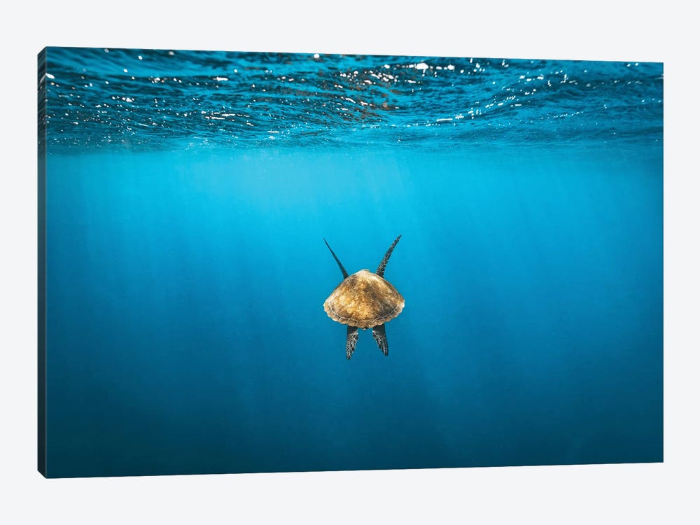 Following Golden Turtle Underwater by James Vodicka 1-piece Canvas Art Print