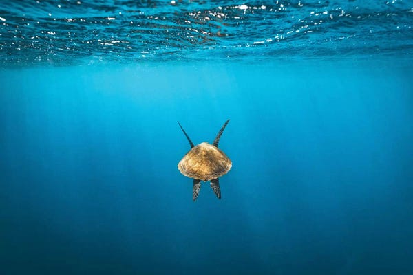 James Vodicka: Following Golden Turtle Underwater by James Vodicka