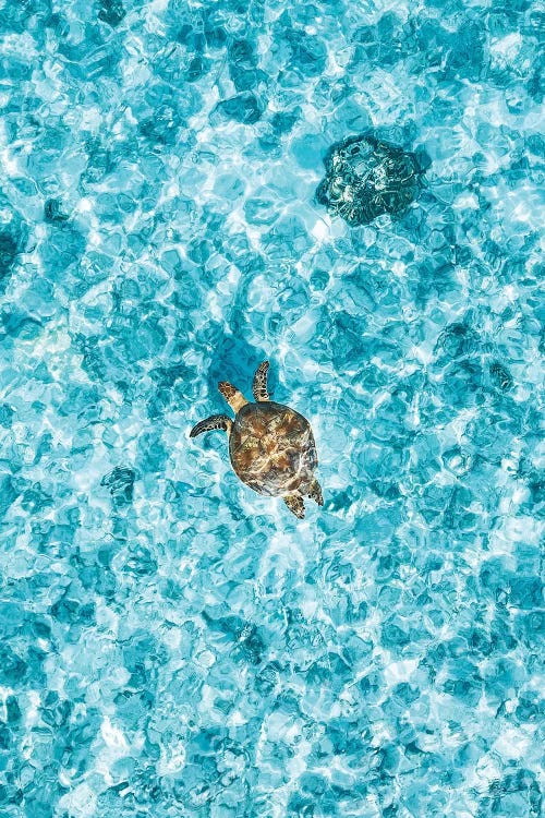 Aerial Great Barrier Reef Island Turtle