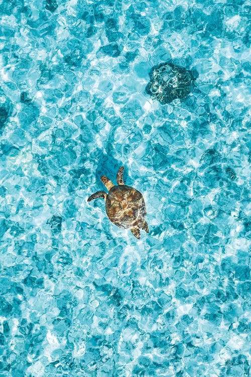 Aerial Great Barrier Reef Island Turtle by James Vodicka wall art