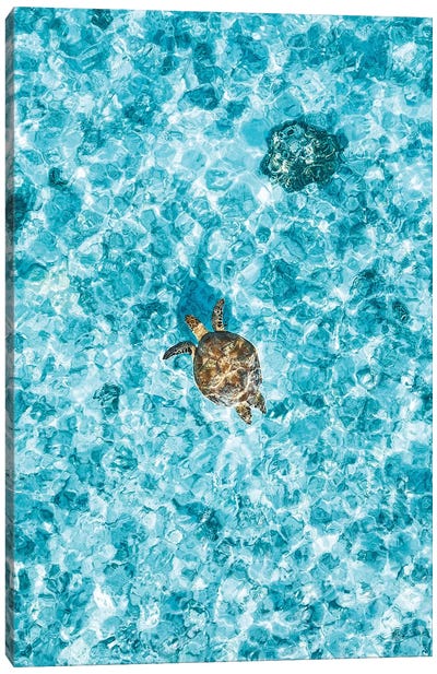Aerial Great Barrier Reef Island Turtle Canvas Art Print - James Vodicka