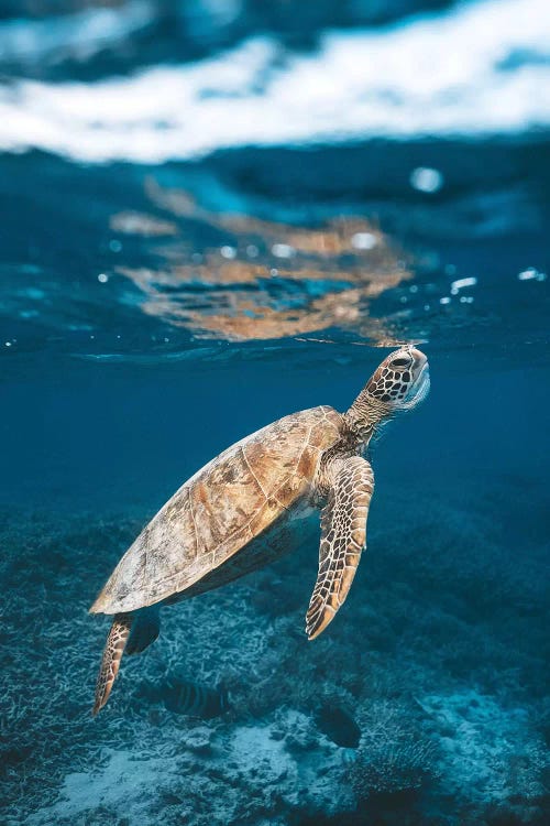 Great Barrier Reef Turtle Underwater by James Vodicka wall art