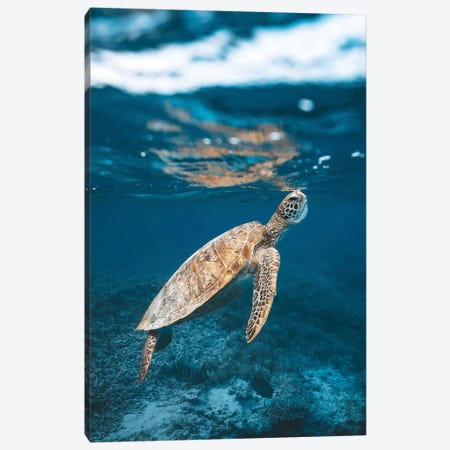 Great Barrier Reef Turtle Underwater Canvas Print #JVO44} by James Vodicka Canvas Print