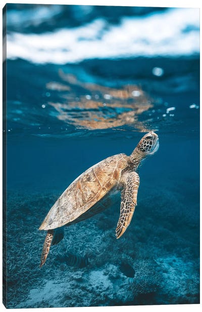 Great Barrier Reef Turtle Underwater Canvas Art Print - James Vodicka