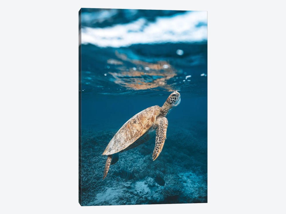 Great Barrier Reef Turtle Underwater by James Vodicka 1-piece Canvas Art Print