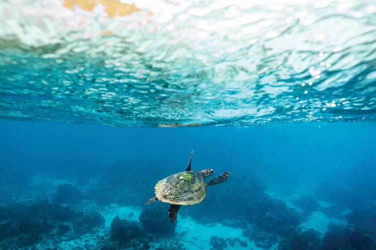 Green Sea Turtle Under The Surface