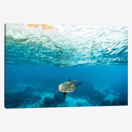 Green Sea Turtle Under The Surface Canvas Print #JVO45} by James Vodicka Art Print
