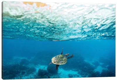 Green Sea Turtle Under The Surface Canvas Art Print - James Vodicka