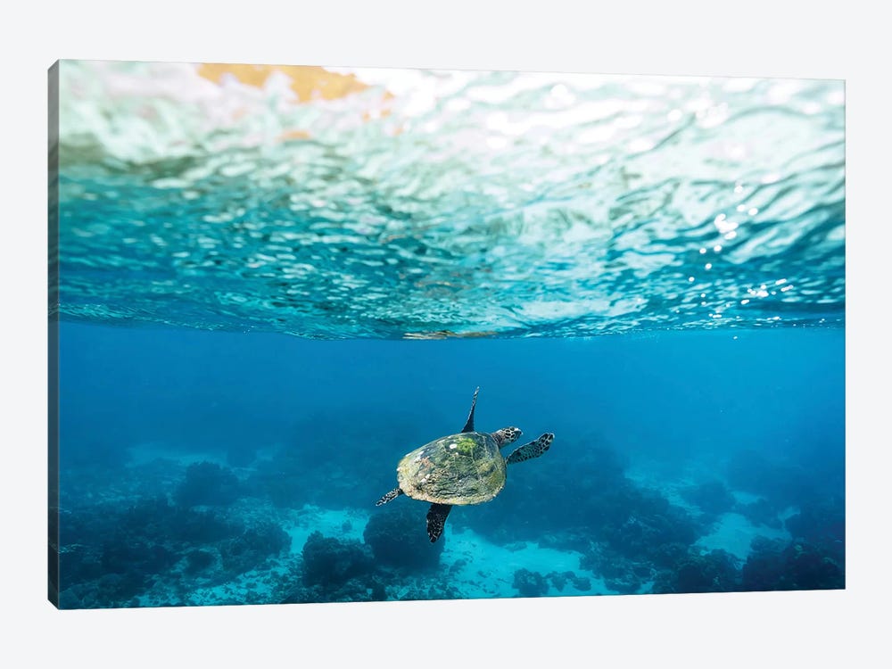 Green Sea Turtle Under The Surface by James Vodicka 1-piece Canvas Artwork