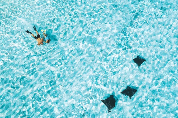 Heron Island Aerial Snorkellers Eagle rays