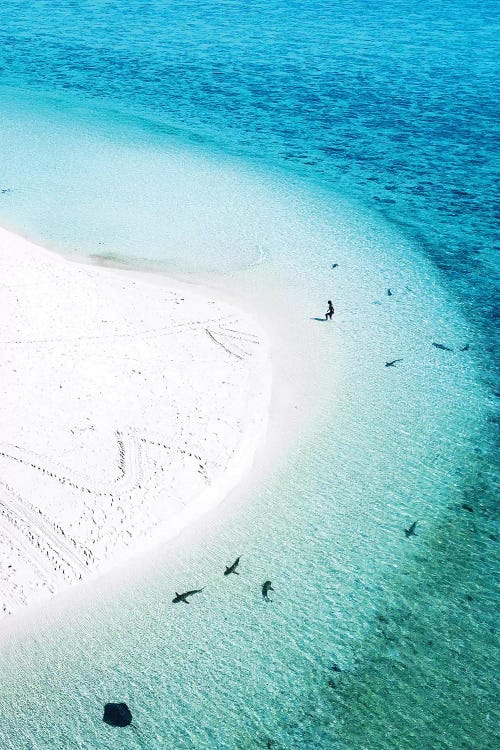 Aerial Island Landscape Beach Sharks Swimmer