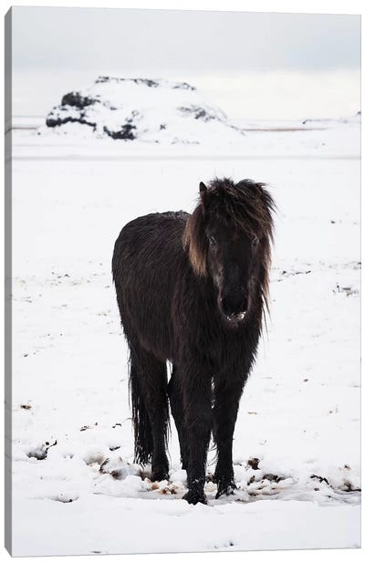 Icelandic Pony In Winter Snow Canvas Art Print - Iceland Art