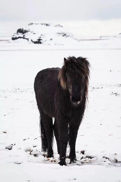 Icelandic Pony In Winter Snow