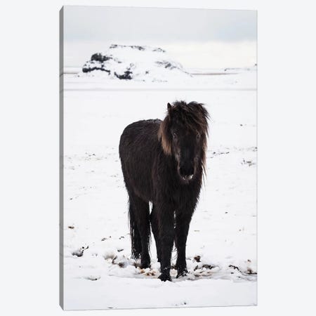 Icelandic Pony In Winter Snow Canvas Print #JVO57} by James Vodicka Canvas Art
