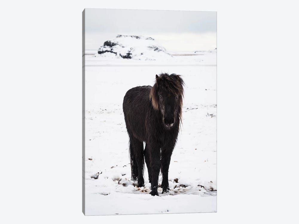 Icelandic Pony In Winter Snow by James Vodicka 1-piece Canvas Print