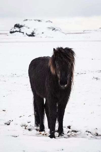 James Vodicka: Icelandic Pony In Winter Snow by James Vodicka