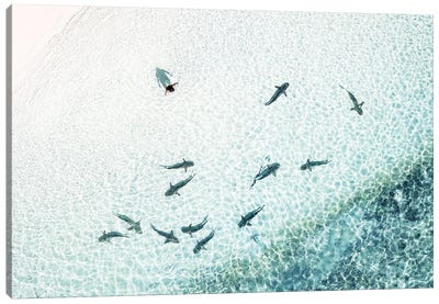 Aerial Shoreline Sharks with Swimmer Canvas Art Print - Shark Art