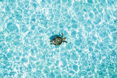 Aerial Turtle Calm Turquoise Water by James Vodicka canvas print