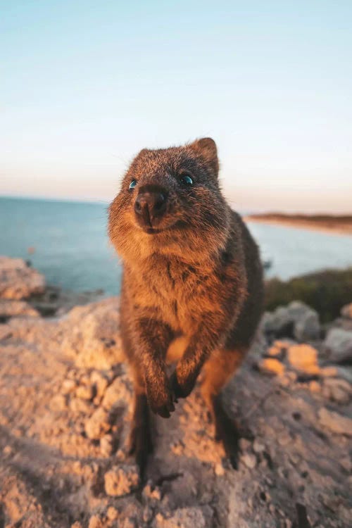 Inquisitive Quokka Rocky Headland by James Vodicka wall art