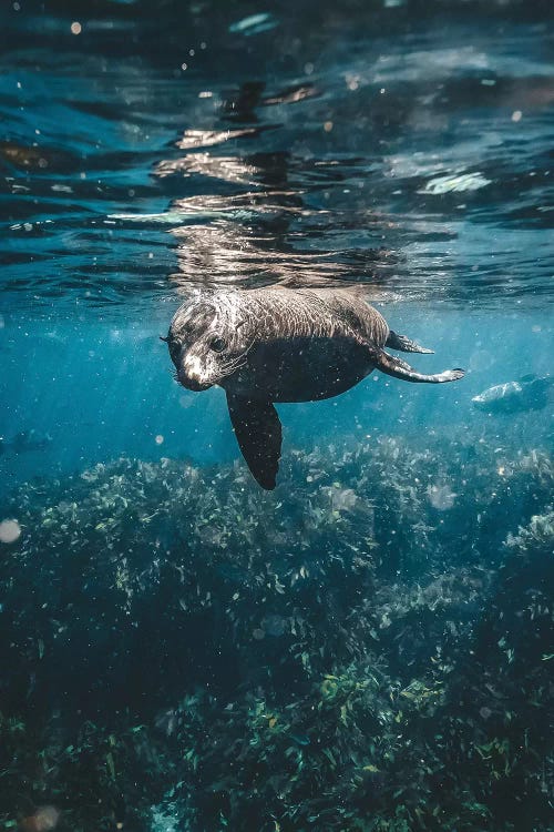 Inquisitive Sea Lion Underwater