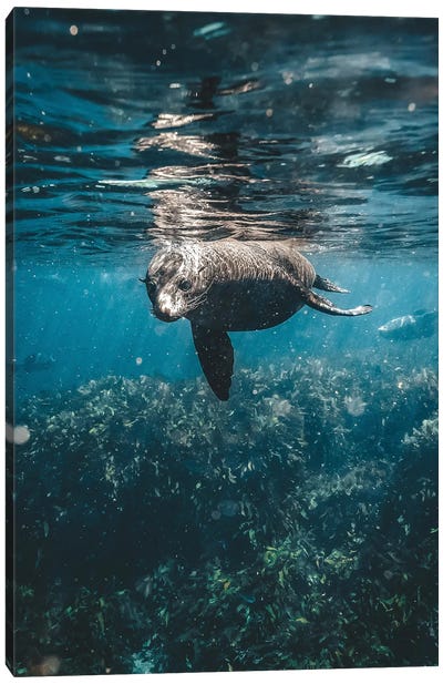 Inquisitive Sea Lion Underwater Canvas Art Print - James Vodicka