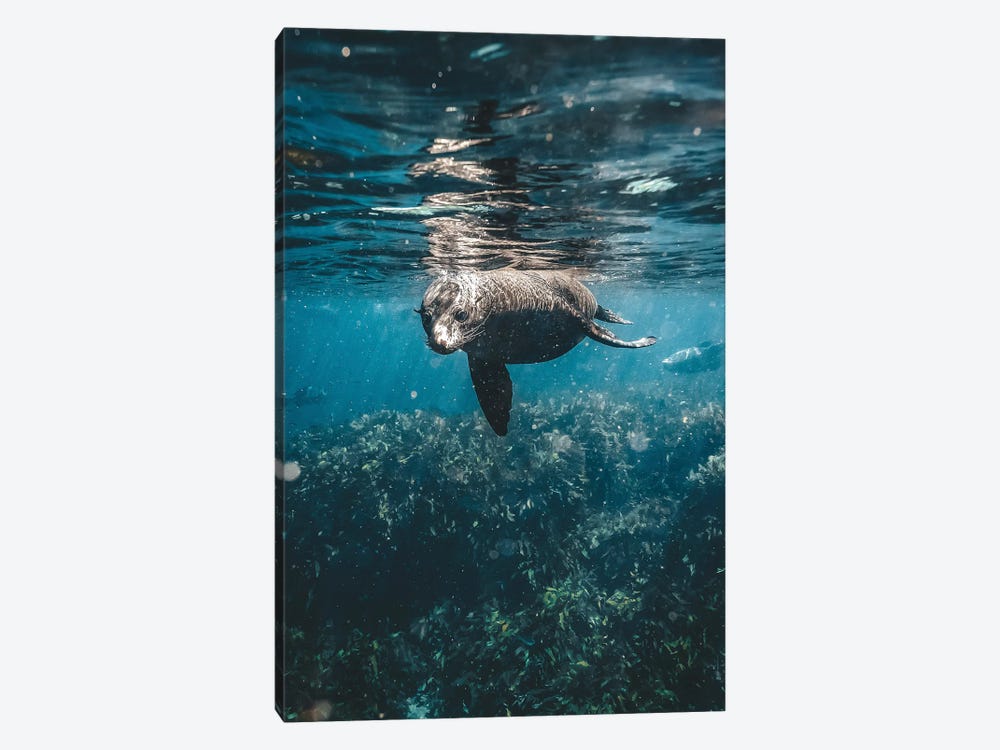 Inquisitive Sea Lion Underwater by James Vodicka 1-piece Canvas Art
