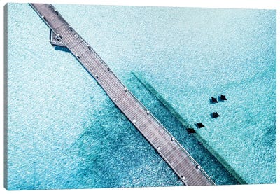 Island Jetty Aerial with Eagle Rays Canvas Art Print - Ray & Stingray Art